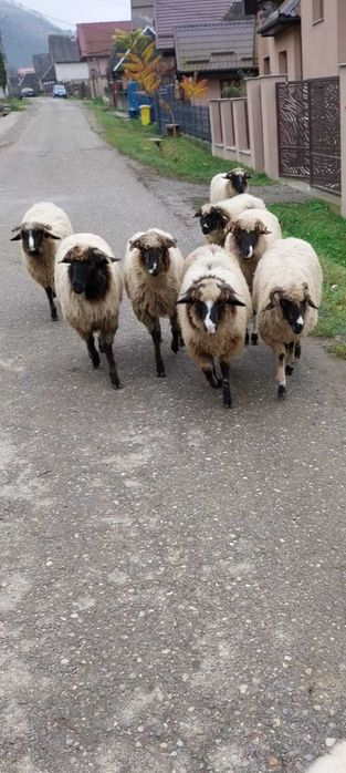 Vand sau schimb pe juninci baltate!