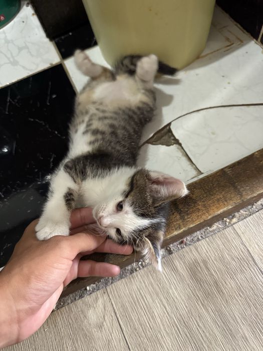 Отдам котят в хоршшие руки