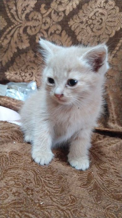 Отдам котят бесплатно