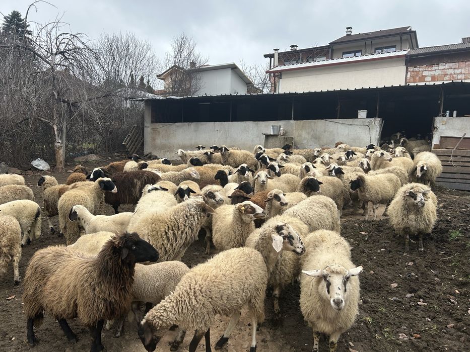 Продавам овце и агнета