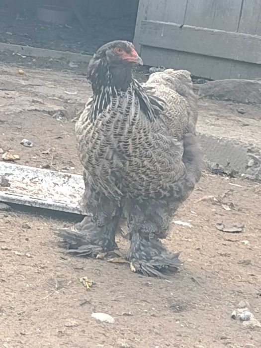 Oua brahma pt incubator ( clocit)