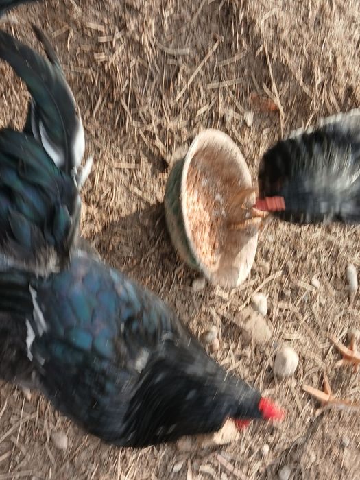 Қораздар сатылады