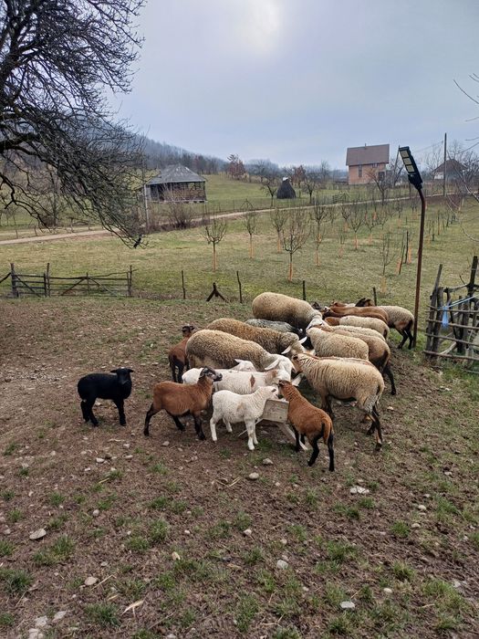 Animale de vanzare