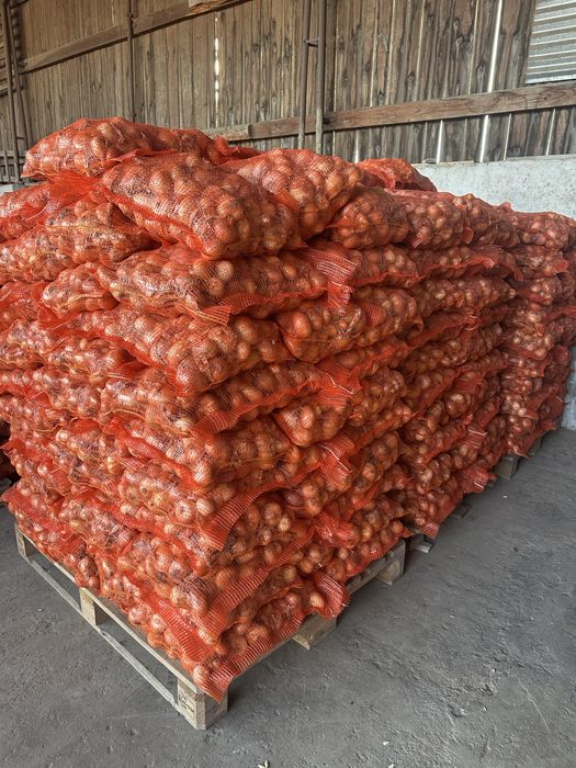 Ceapa plata galbena