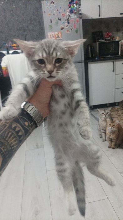 Отдам котят в хорошие руки