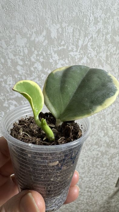 Хойя Пахиклада Альба