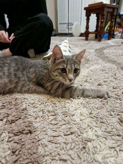 Котенок в добрые руки