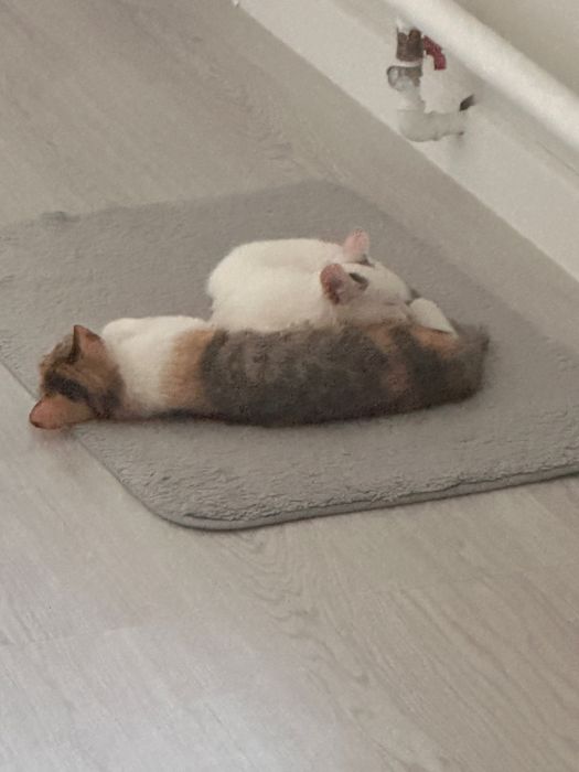 Котята в добрые руки СРОЧНО.