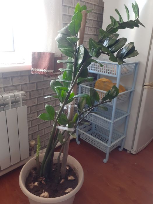 Продам цветок долларовое дерево