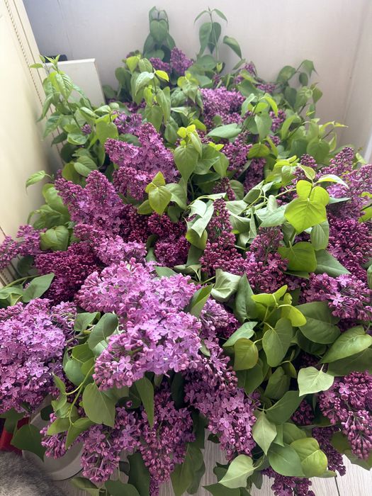 Продам кравивую  сирень