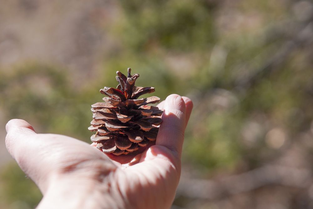 Борови шишарки за декорация