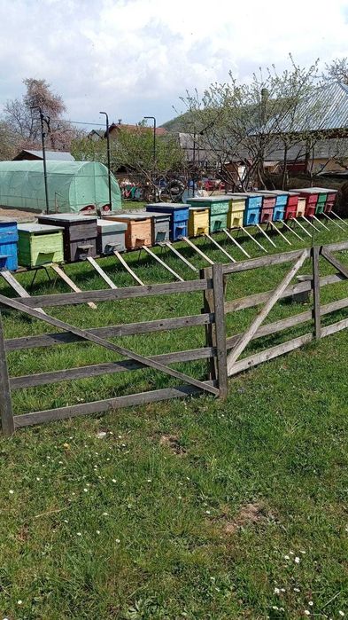Vând 10 familii de albine fără ladă