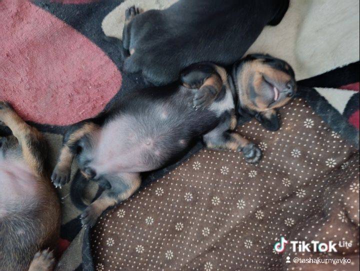 Продаю щенки таксы