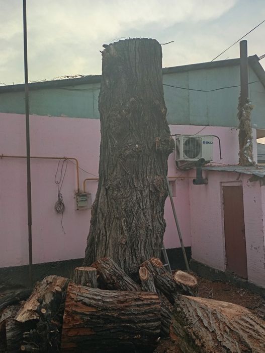 Продам карагач тополь