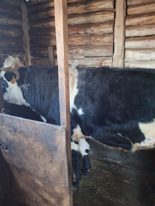 Продам быка Бишкуль