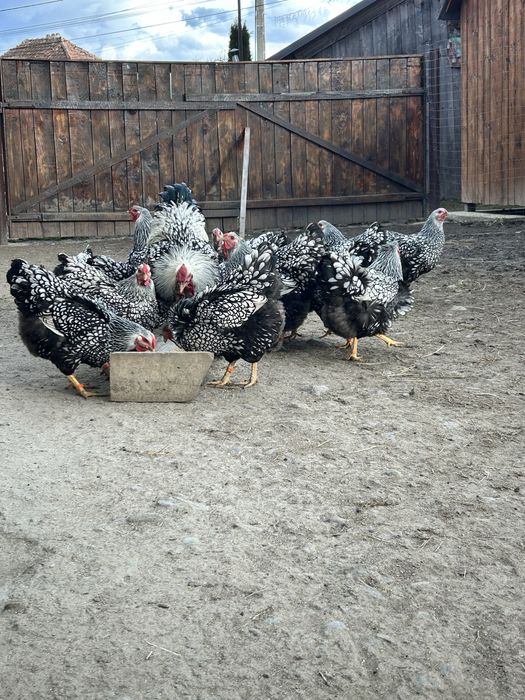 Ouă wiandotte argintiu