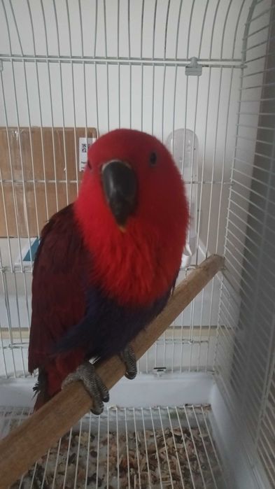 Pereche eclectus
