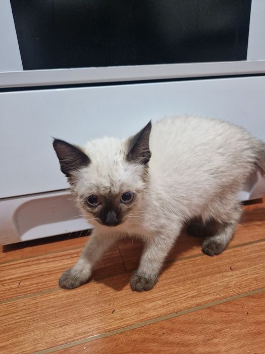 Отдам котёнка в добрые руки!