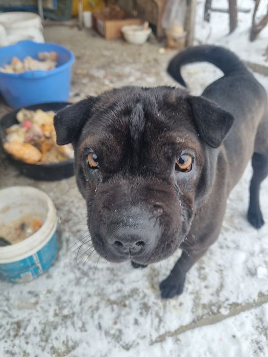 Продам шарпеи мини