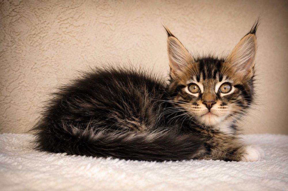 Pisica Maine Coon Regina pădurii Black Tabby (Classic Wild Look de Elită) | Lynx Rune Code