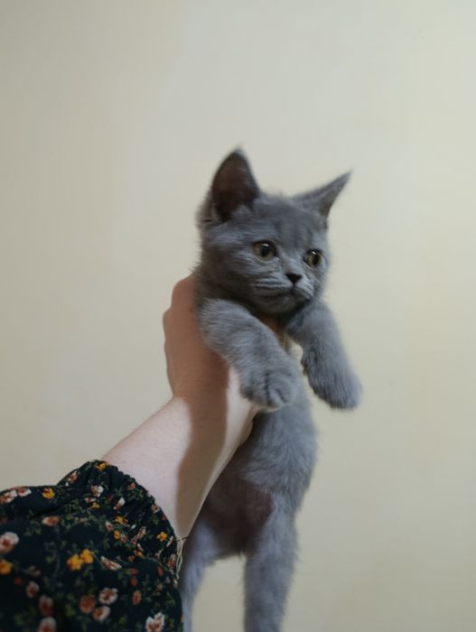 Продам котёнка девочка,2 месяца,парода:скотиш страйт