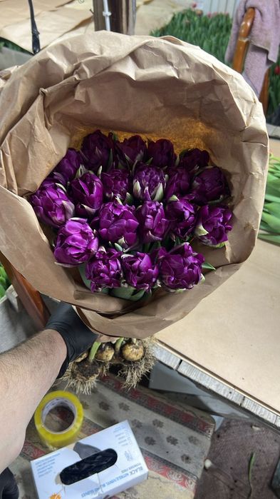 Голландские тюльпаны оптом