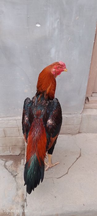 Horoz sotiladi Koreya shamo