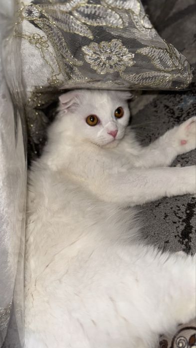 Шотландская вислоухая белая длиннашерстная