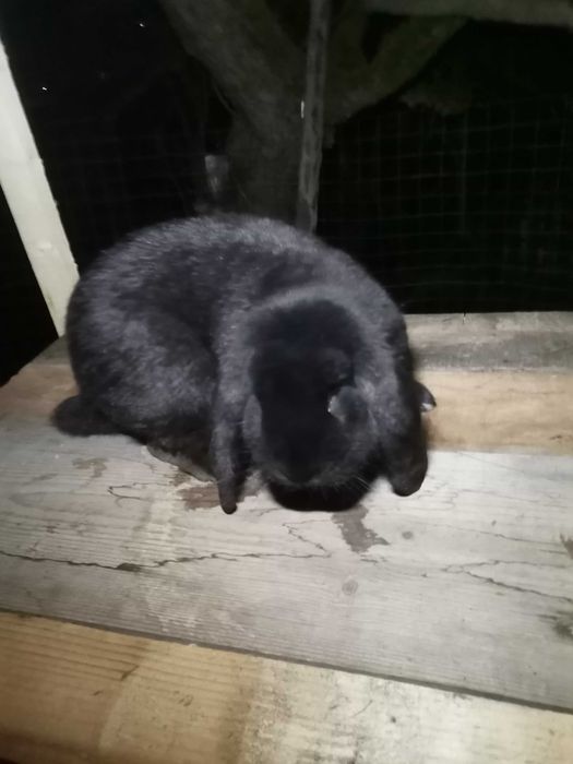 Berbec german negru de 12 luni