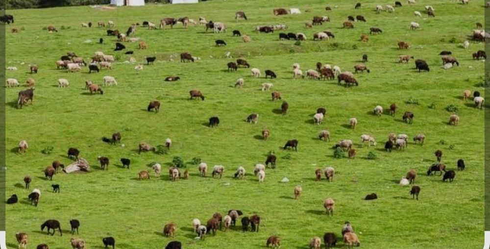 Продаётся ферма в деревне!