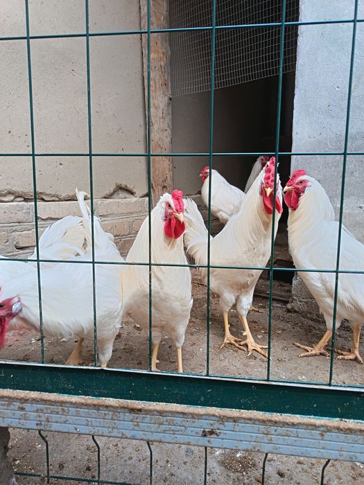 Леггорн стандарт ху́розлари сотилади...