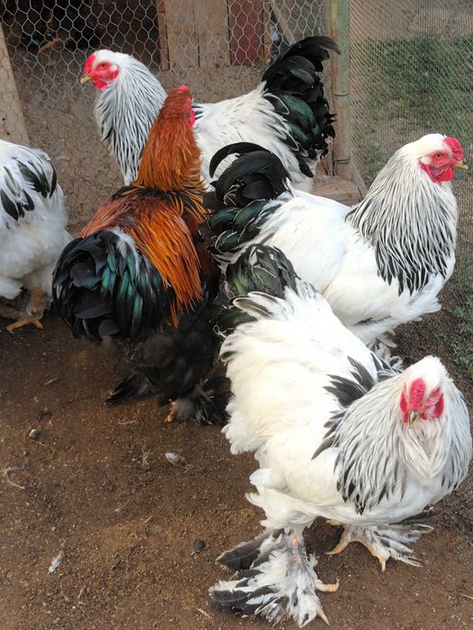 Brahma hd si potarnichiu cocosi 2026
