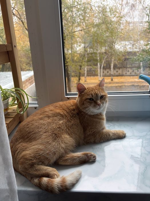 Отдам в добрые руки кошечку