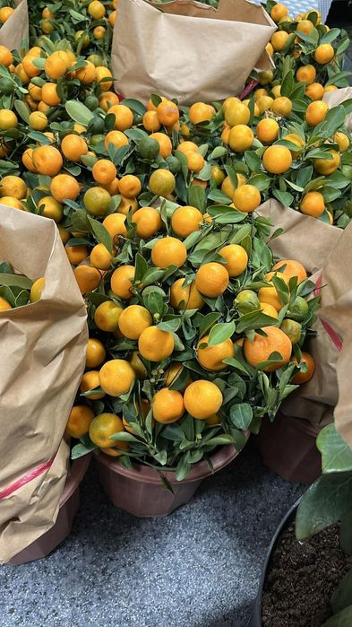 Продам дерево цитруса кумкват