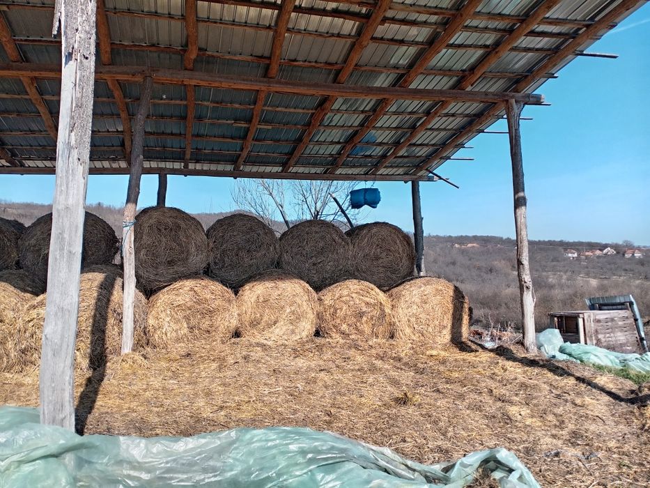 Vând baloti rotunzi 120/120