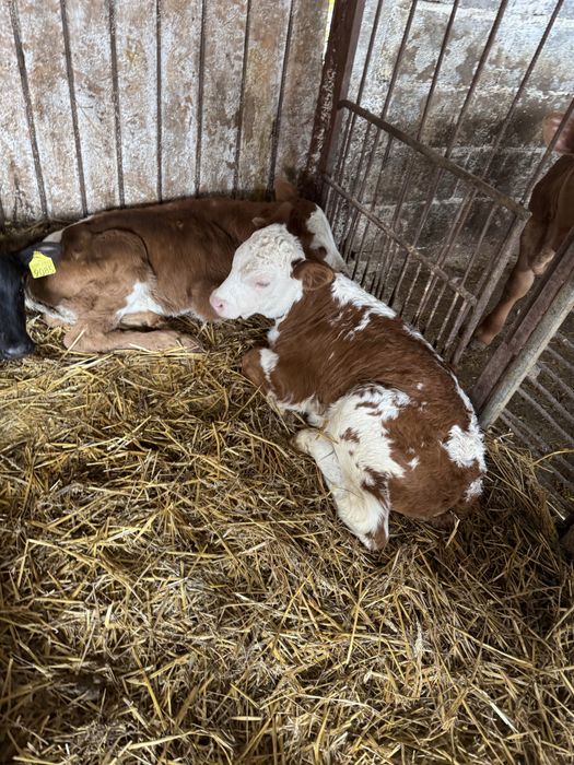 De vanzare taurasi si vitele