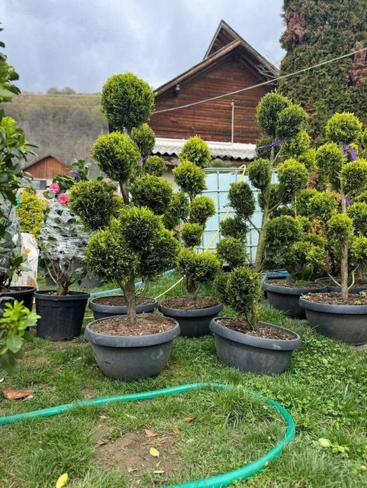 Tuia leilandii gard viu