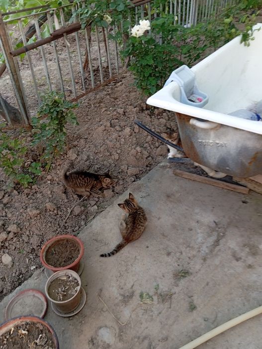 Котята хорошие чистоплотные