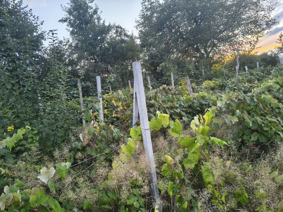 Vând casă bătrânească Leontinesti  jud Bacău locuibila și teren de 5000 m , cu livada și vie