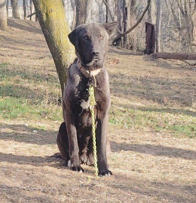 Femela de kangal disponibila