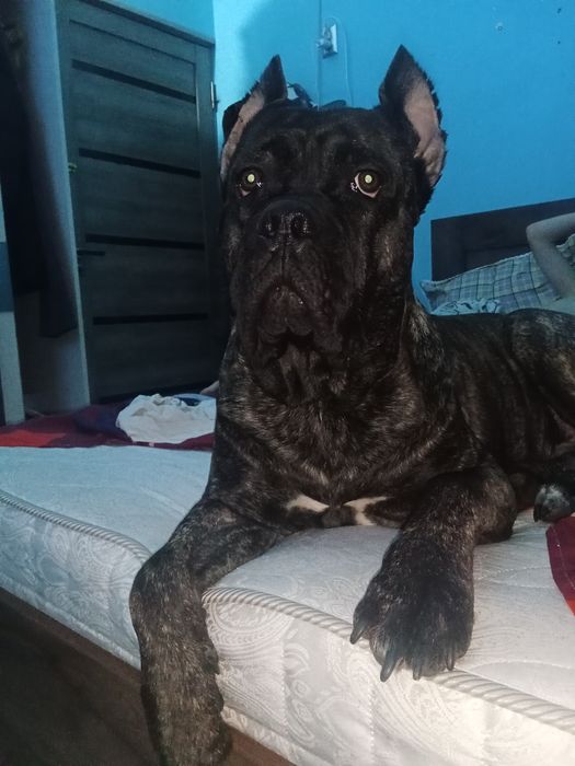 Вязка Кане Корсо