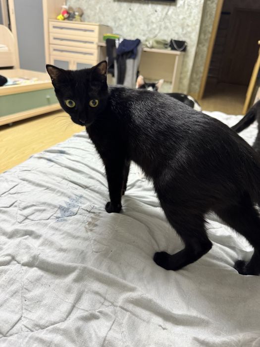 Отдам кошечку 8 месяцев