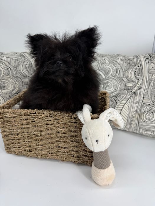 Помапу пудел/померан