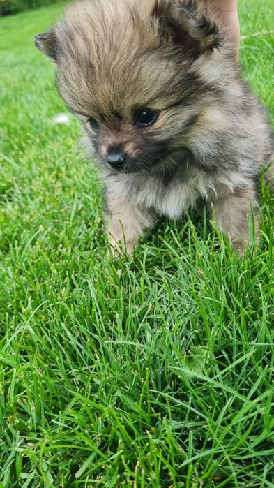 Pomeranian Spitz