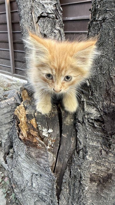 Котик 1 месяц ищет хозяев