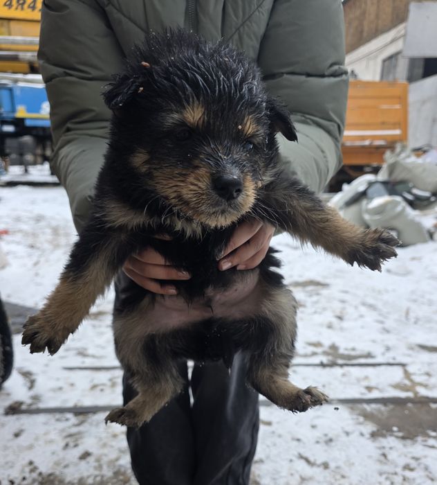 Щенки бесплатно в добрые руки!