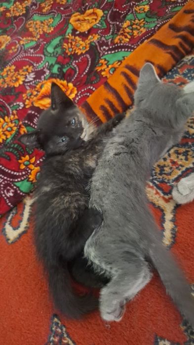 Бесплатно отдам котят