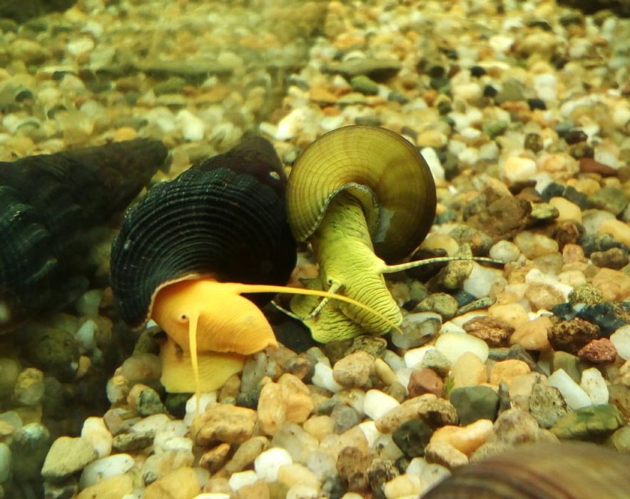 Улитки аквариумные Тиламилании, Хелены.