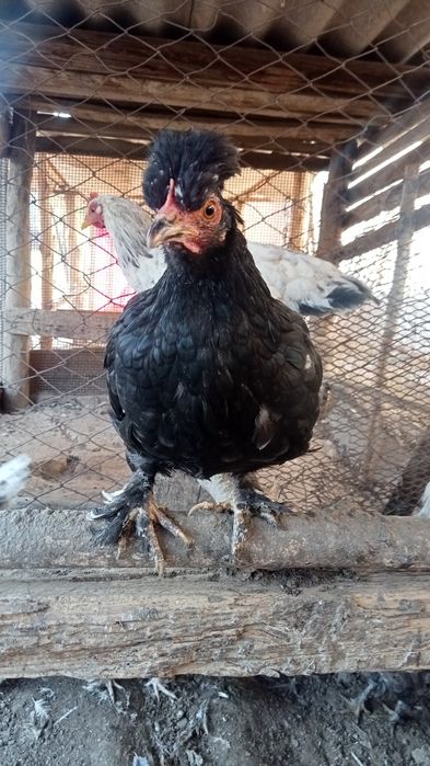 Японские карлики