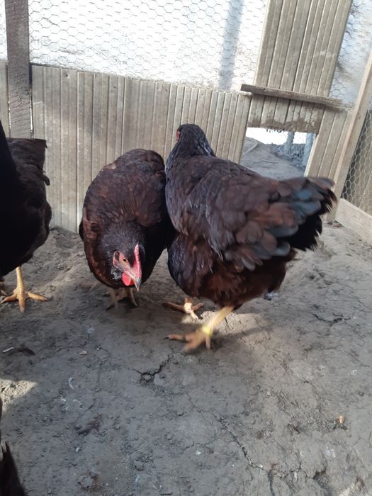 Oua Rhode Island pt incubator